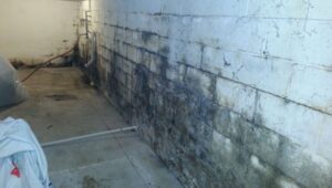 Mold growing on a basement wall