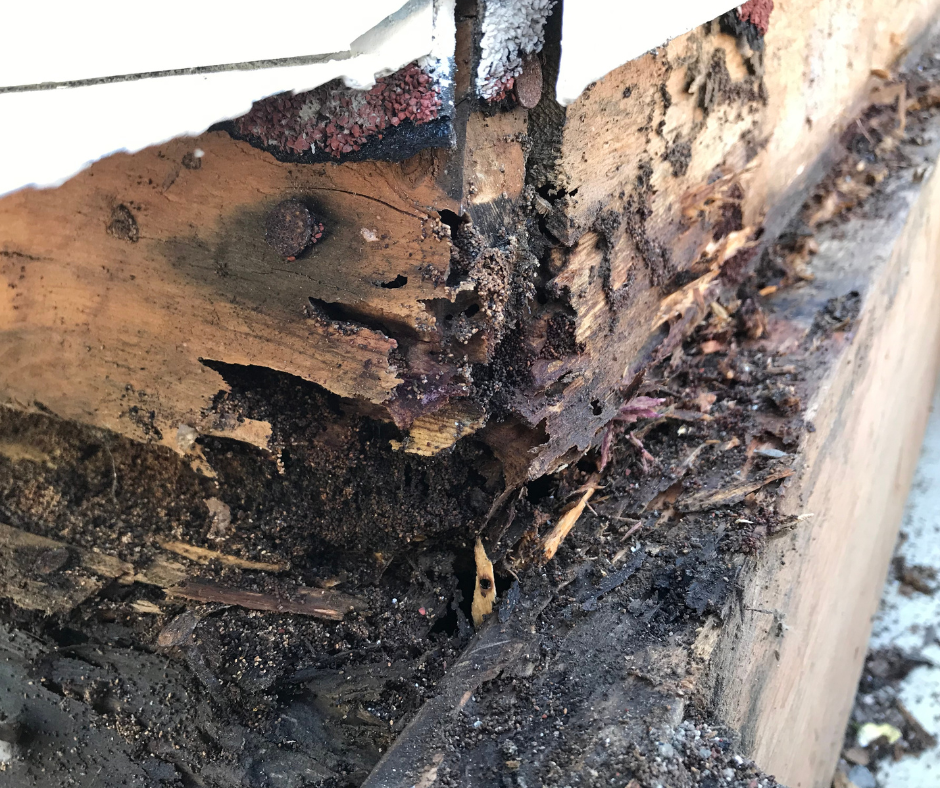 Foundation Repair is More Affordable Than Fixing Termite Damage